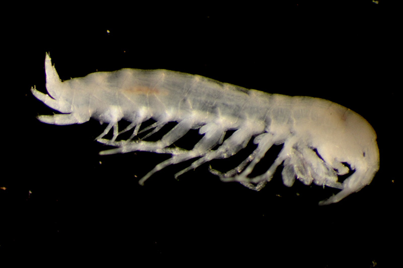 A Paracrangonyx species. Image thanks to Graham Fenwick, NIWA