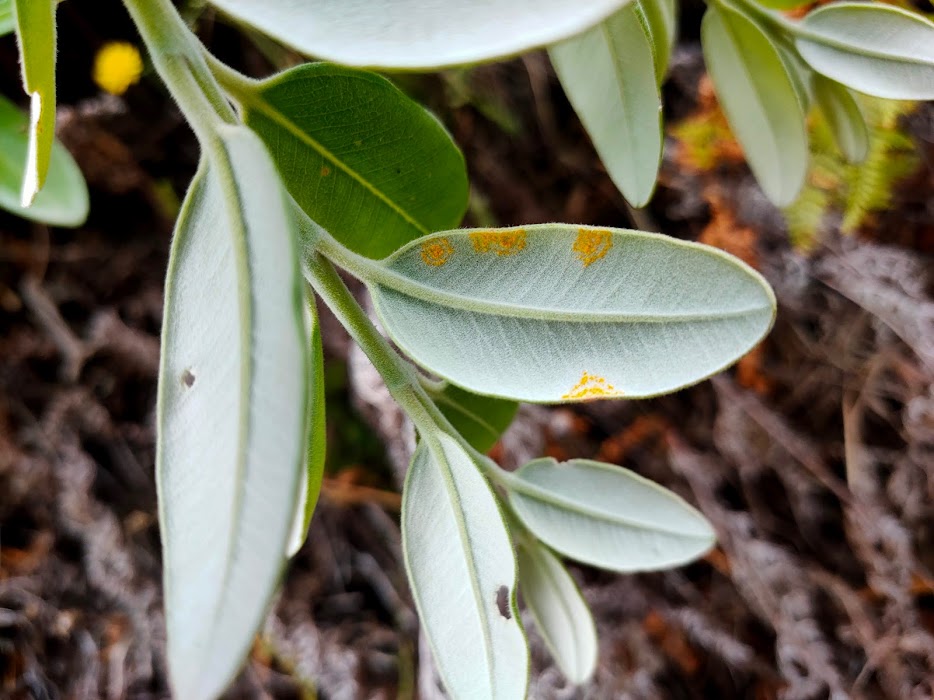 Myrtle rust