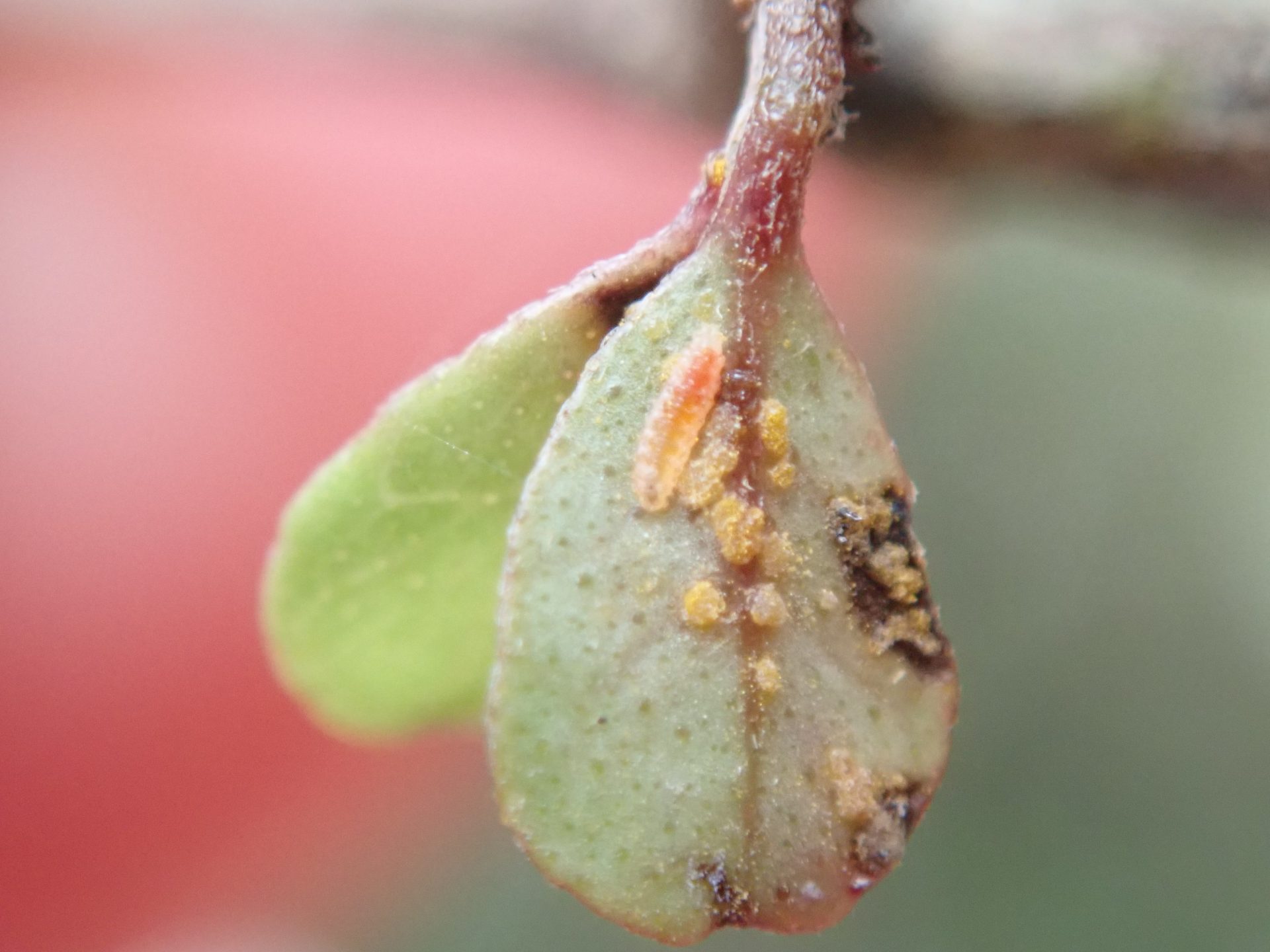 Gall mite