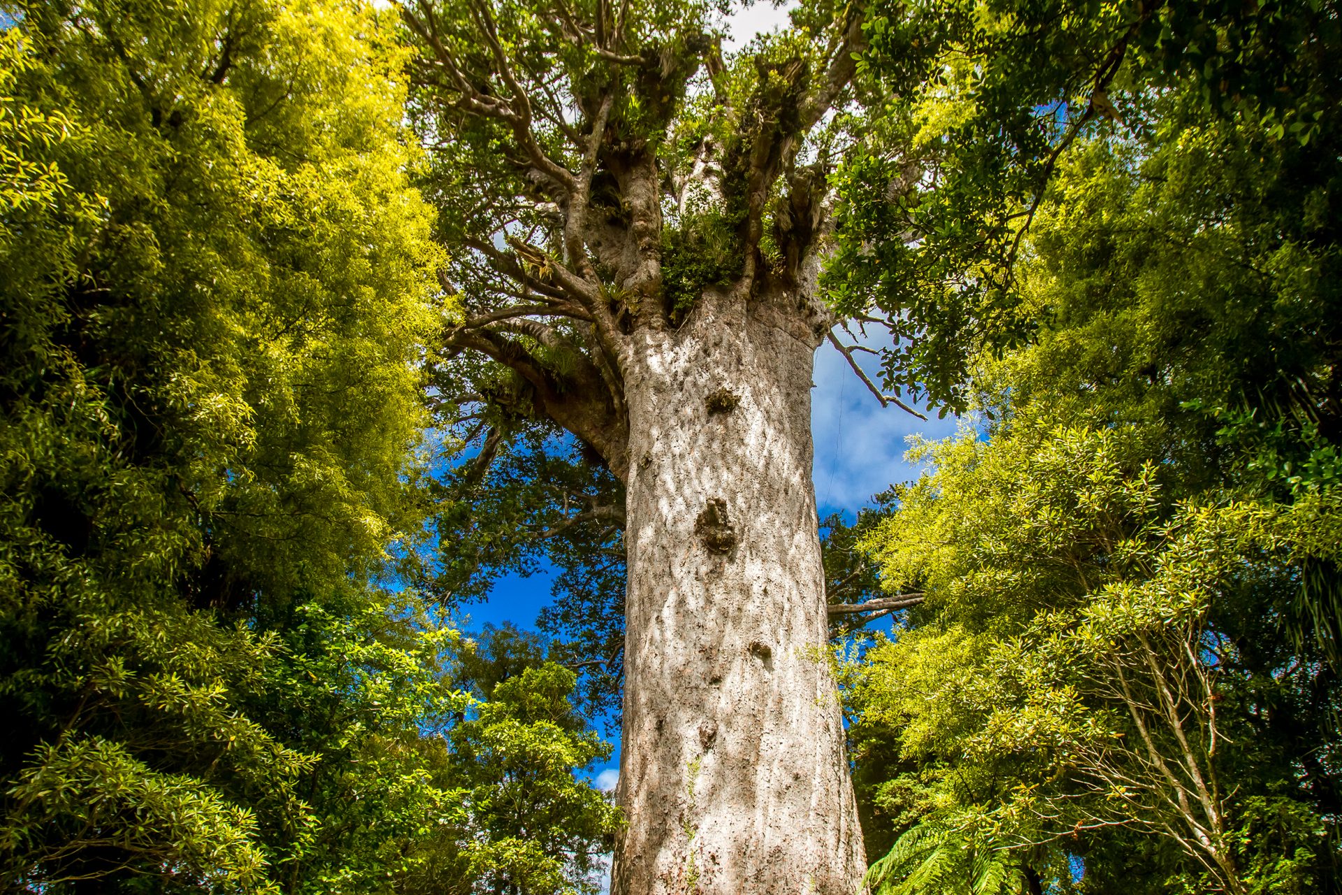 Kauri tree - Tāne Mahuta